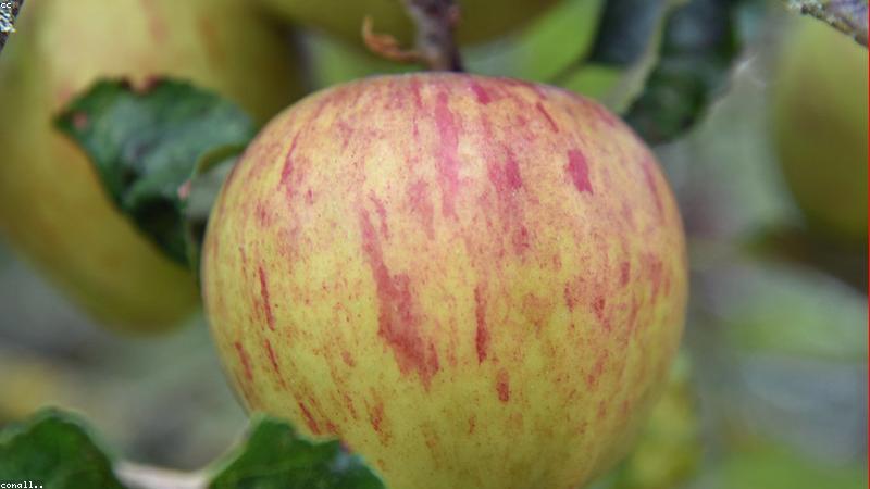 Ứng dụng di động theo dõi sức khỏe da