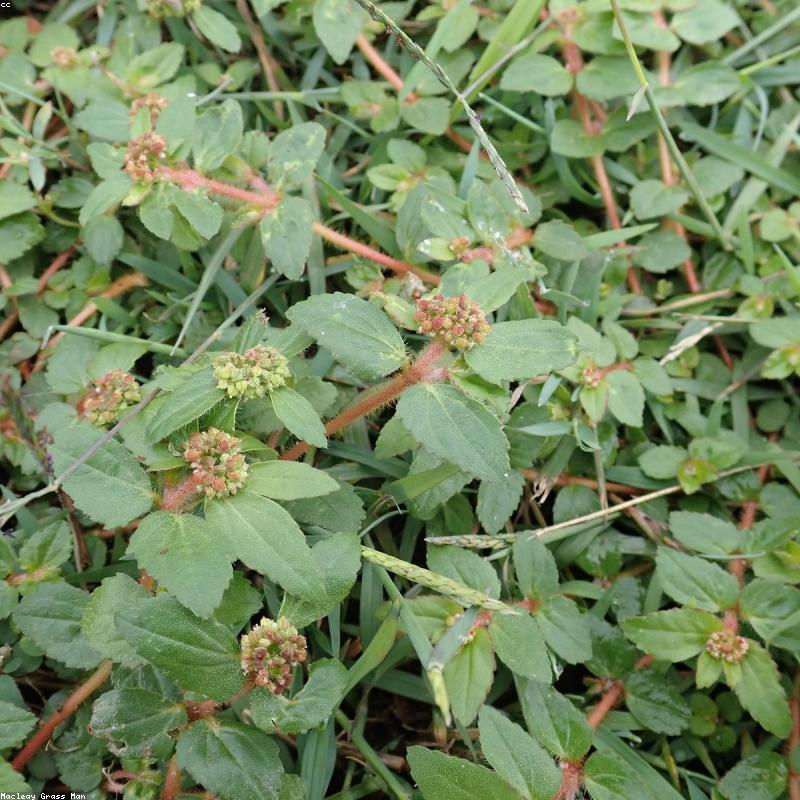 Võng dã ngoại 2 lớp chống lật CamperVN