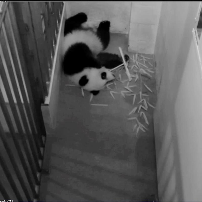 Air Jordan 1 Low 'Panda' Black White