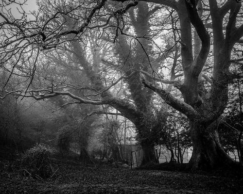 Urban Survival Online