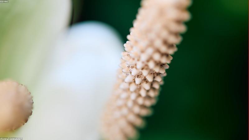 Cây Lan Ý lọc không khí