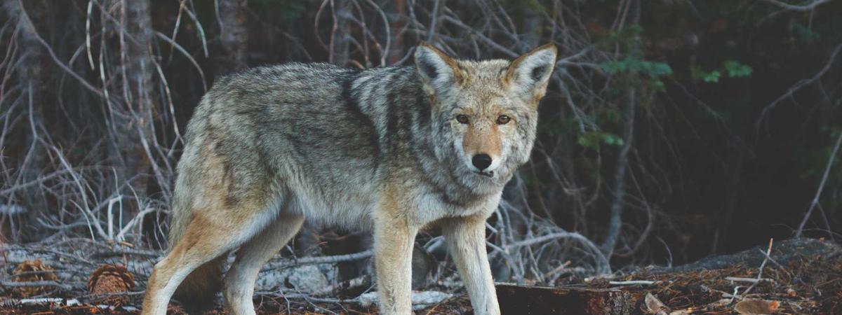 Dữ liệu tài chính startup