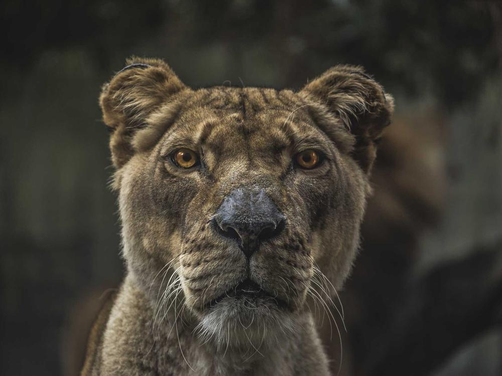 Nguồn cảm hứng Kawaii