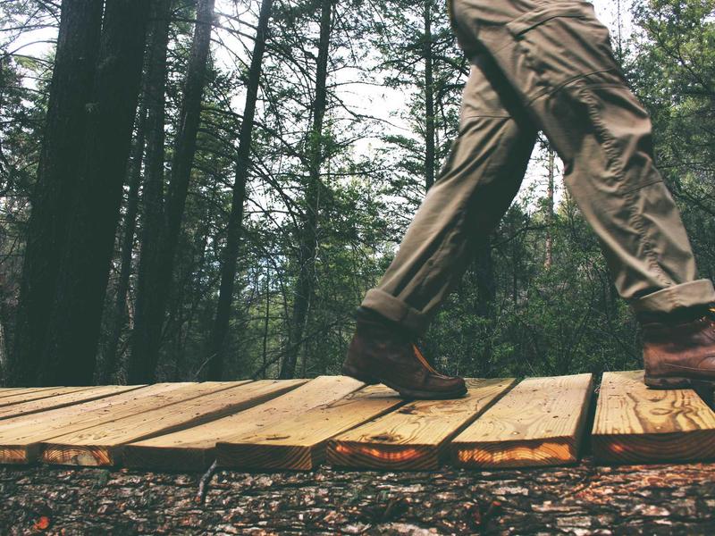 Thú cưng trong studio chuyên nghiệp