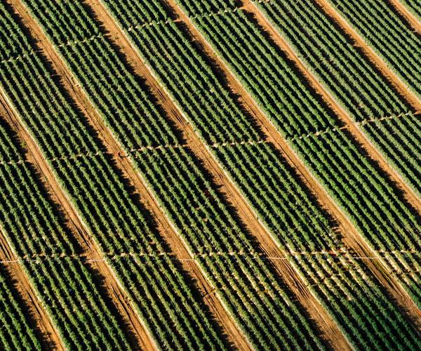 Cấy chỉ giảm béo