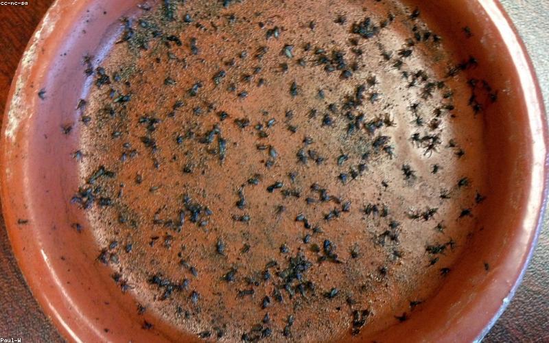 Cây xanh trong văn phòng tạo không gian xanh