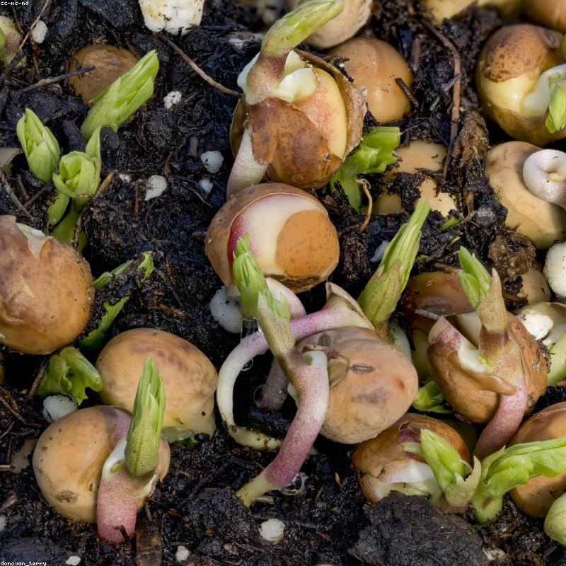 Robusta Honey Buôn Ma Thuột