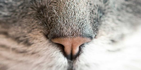 Vintage concert hall 2026