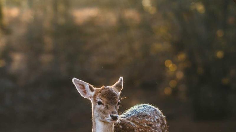 Chỉnh sửa giao diện trực quan