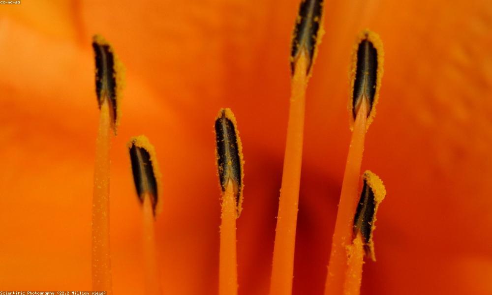 Chi tiết vết thương SFX