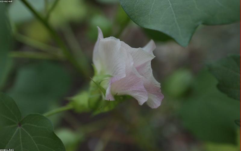 Cánh đồng bông cotton hữu cơ