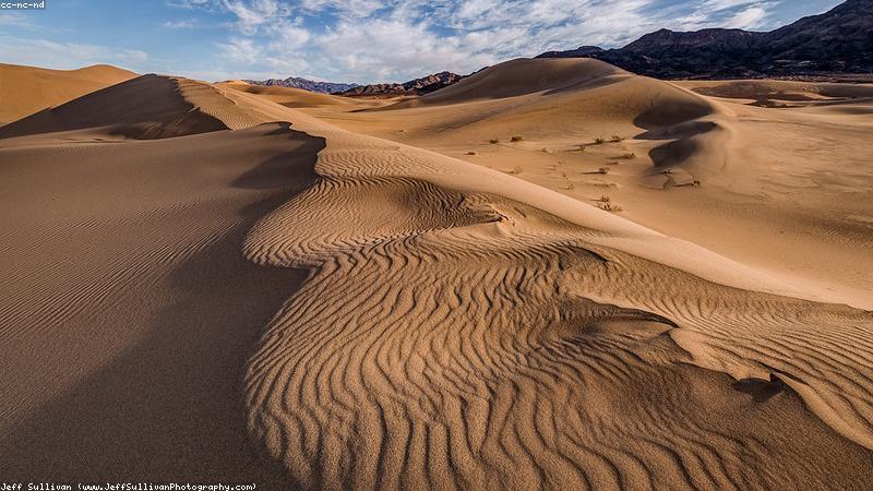 Hệ thống rễ cây đước