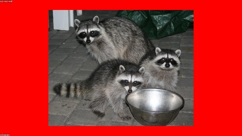 Thức ăn hạt khô cho chó