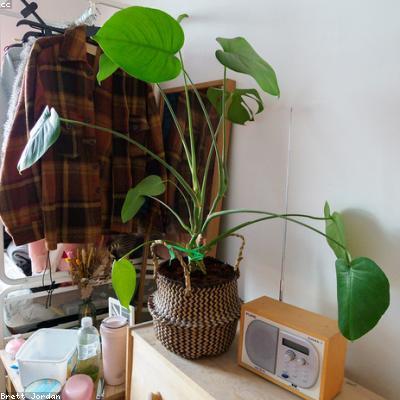 Monstera Deliciosa
