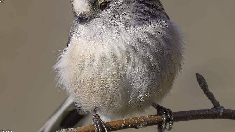 Tái chế hũ nến làm chậu cây