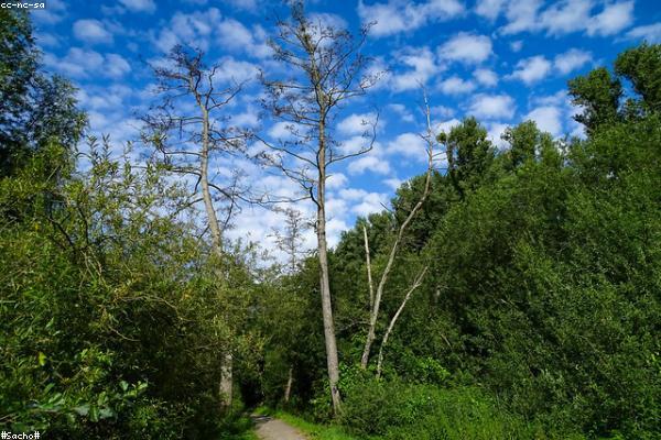 AI Web Design Trends