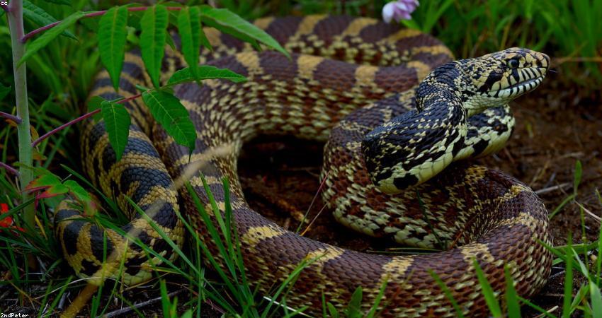 Phố thị về đêm