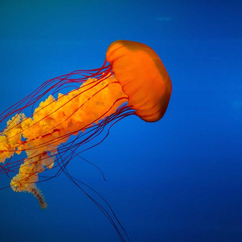 Combo Rau Củ Organic Nội Đô Fresh-Delivery 2