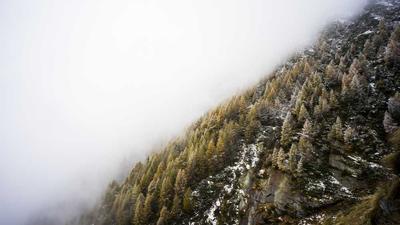 Speed Reading Neural Bridge