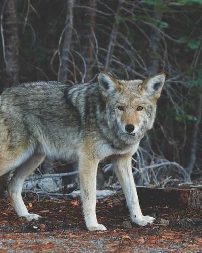 Biomedical Sole Technology