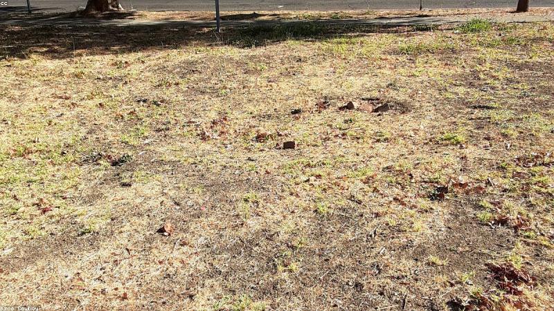 Uống trà thảo dược đúng cách giúp bảo vệ gan