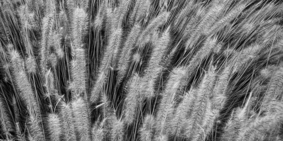 Thiết kế hoa đơn sắc sang trọng