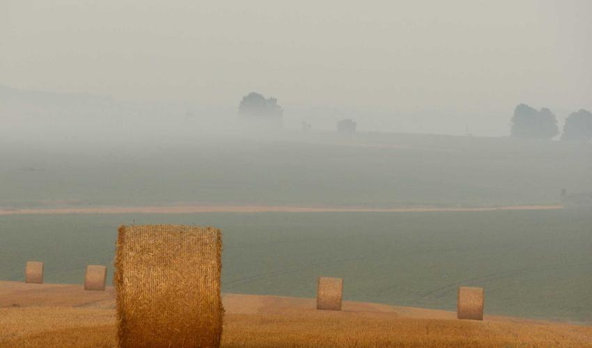 Khoa học khứu giác 2026