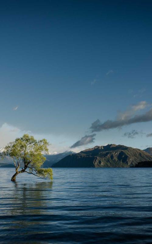 Trà thảo mộc 2026