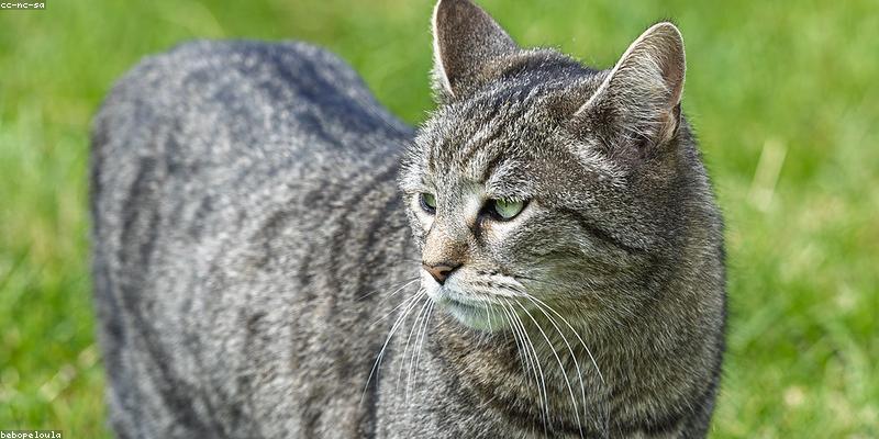 AI Chatting Interface