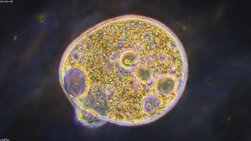 Cấu trúc tóc dưới kính hiển vi