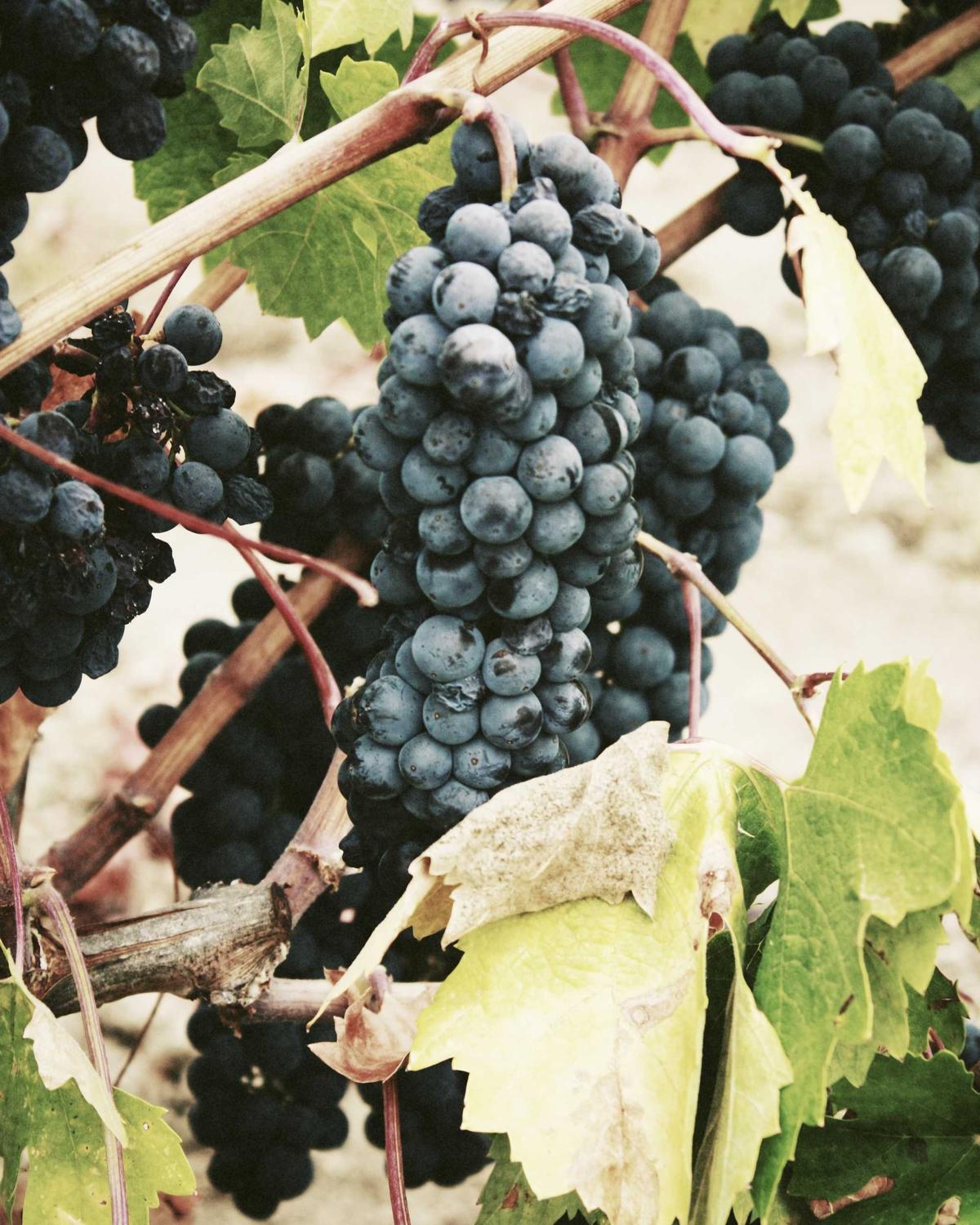 Mùa hoa anh đào Kyoto