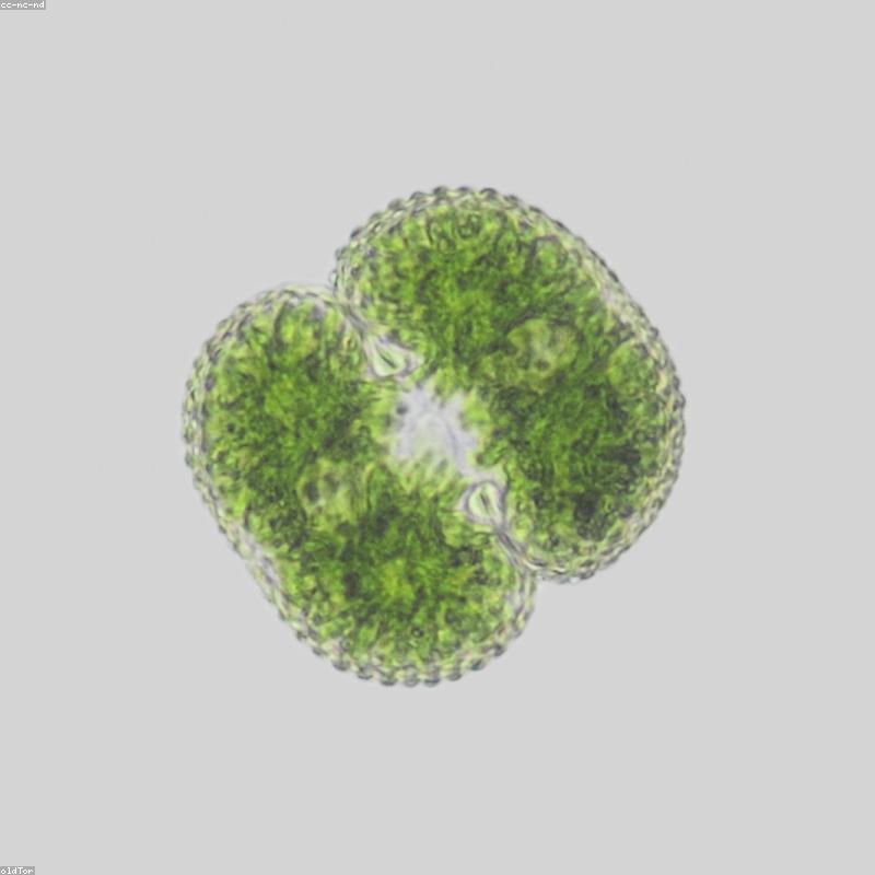 Kính hiển vi quang học 2 mắt Euromex bScope