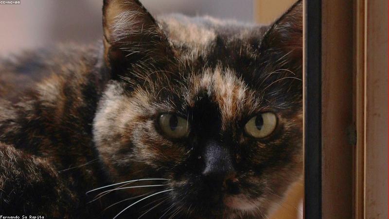 Cách vẽ mắt chibi sinh động