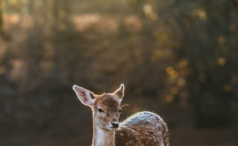 Cụm pin giấu kín trên xe đạp cổ