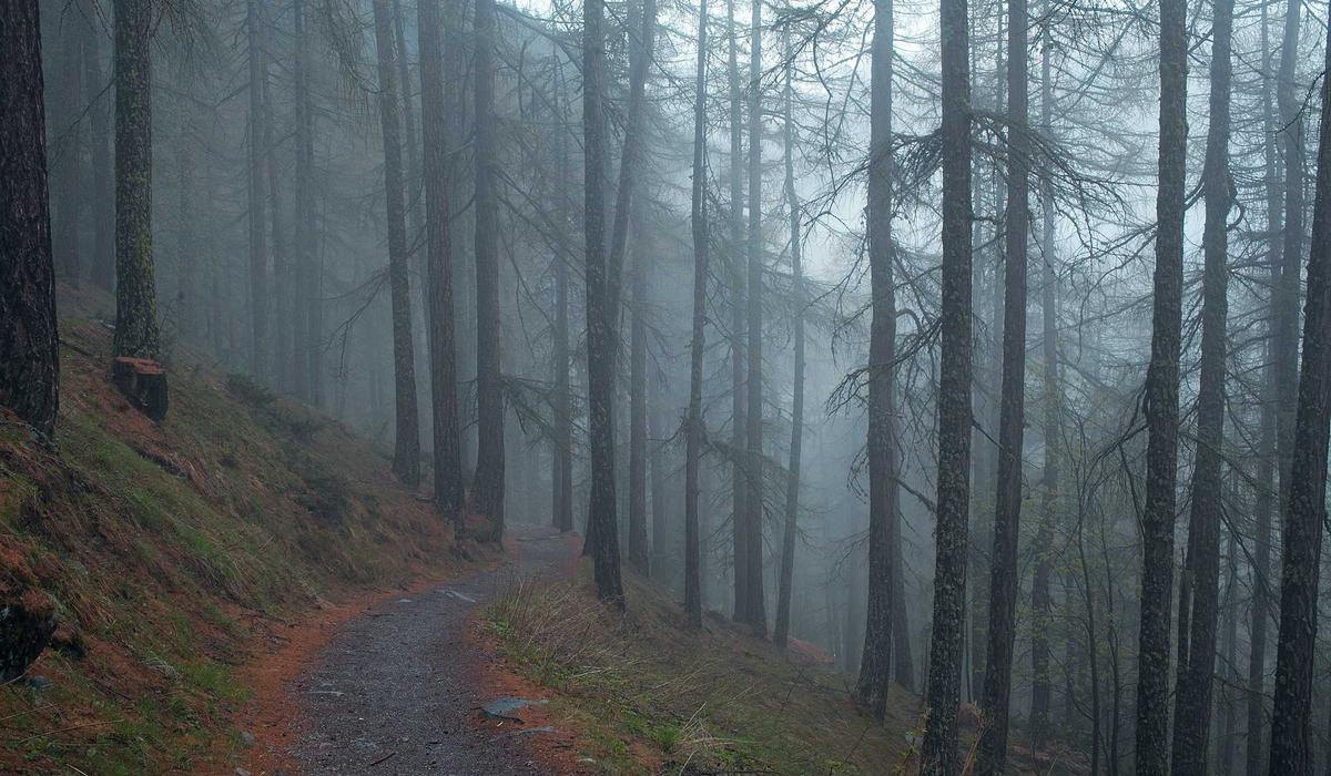 Vườn đa tầng Phạm Trường An 2026