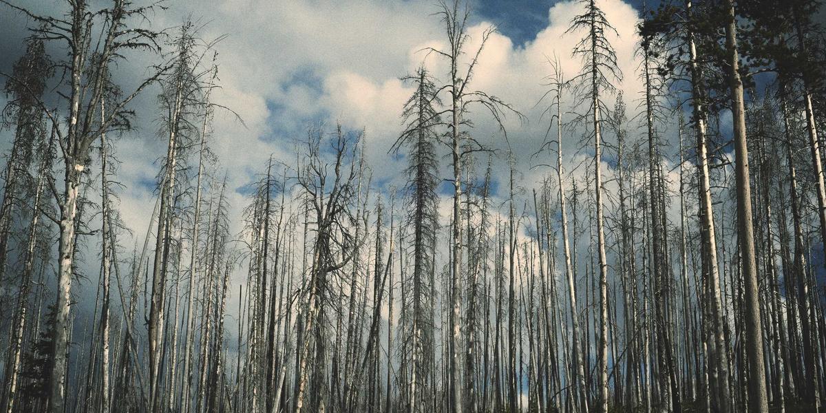 Nền tảng kỹ thuật số BrandGens