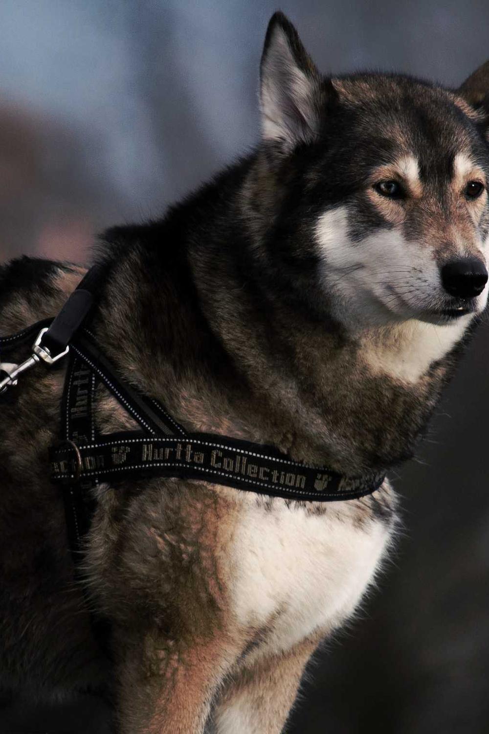 Váy cưới lụa satin 2026 - Minimalist Bridal Hero