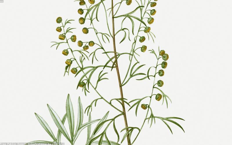 Floral Design Sketch