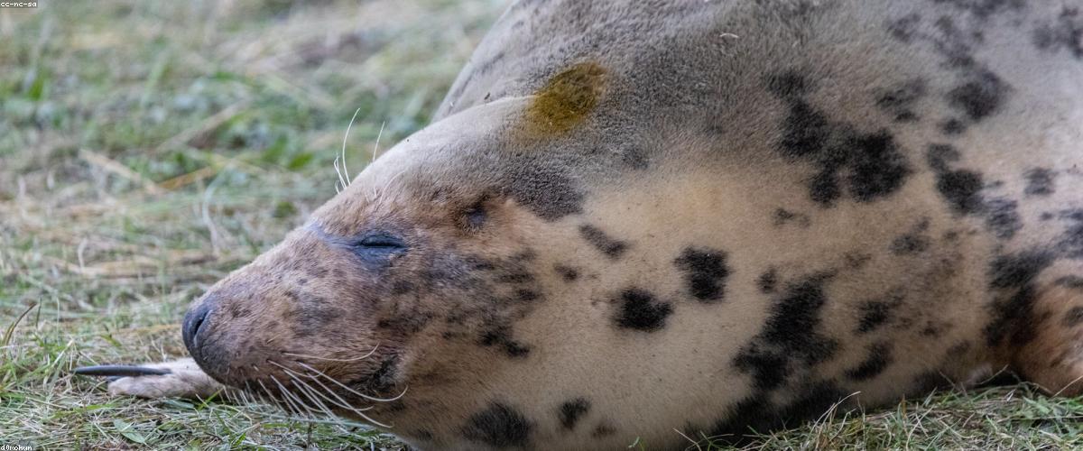 Góc đọc sách yên tĩnh