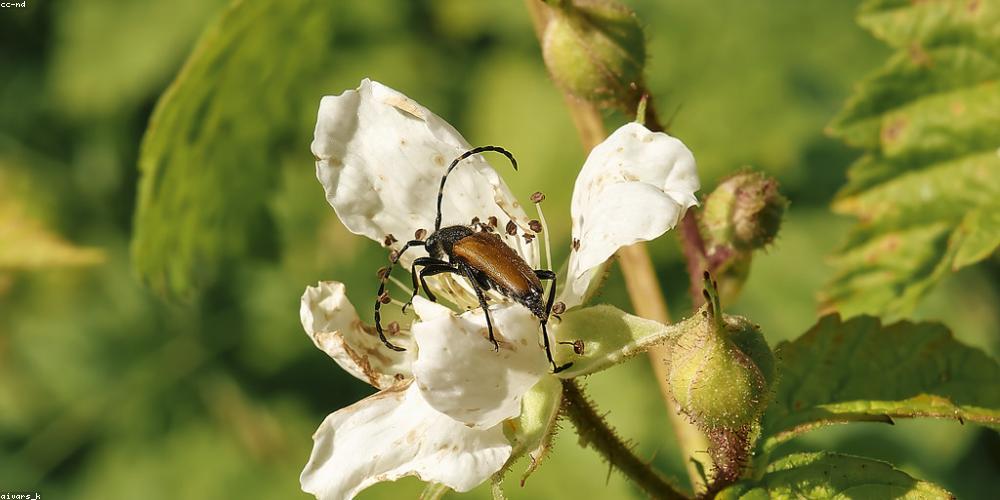 Tăng trưởng doanh nghiệp