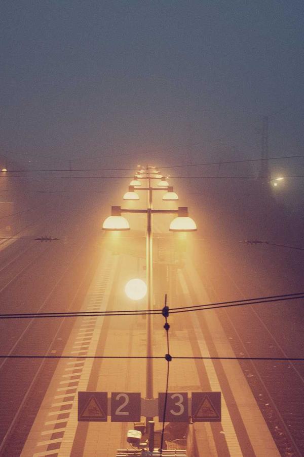 Harvesting Ancient Oud