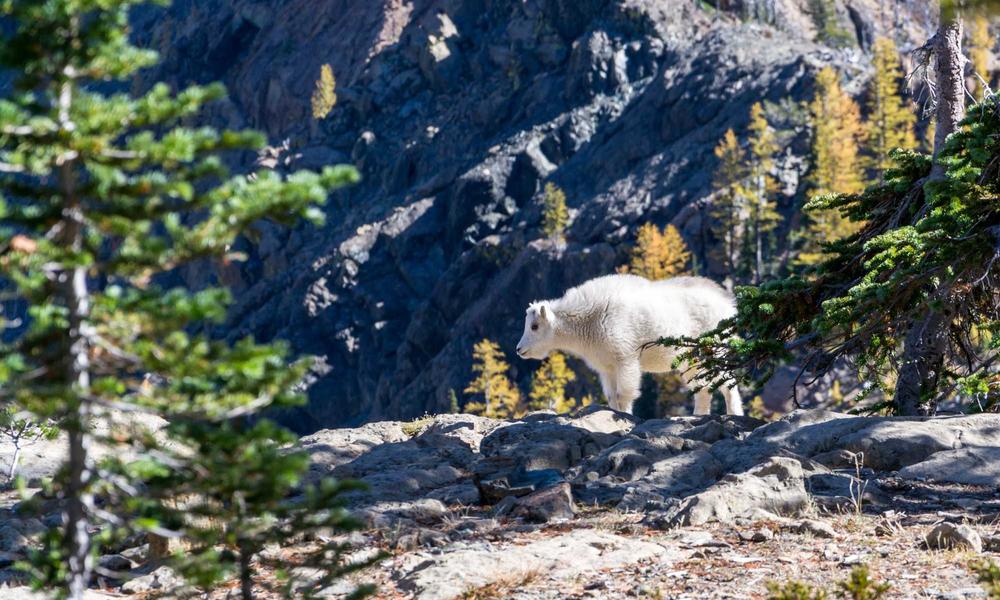 Bảo quản Macaron trong hộp