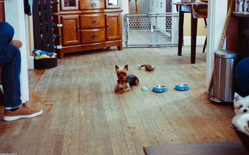 Chó mặc áo phao đi dạo mùa đông