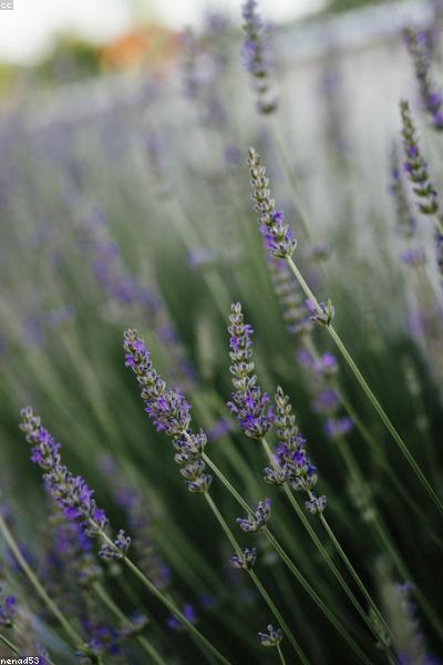 Lavender