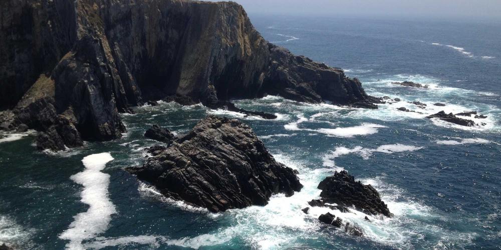 Bộ sưu tập hoa khô Wildflower 2026