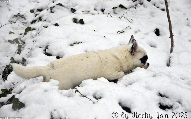 Người mẫu thú cưng trình diễn bộ sưu tập mới