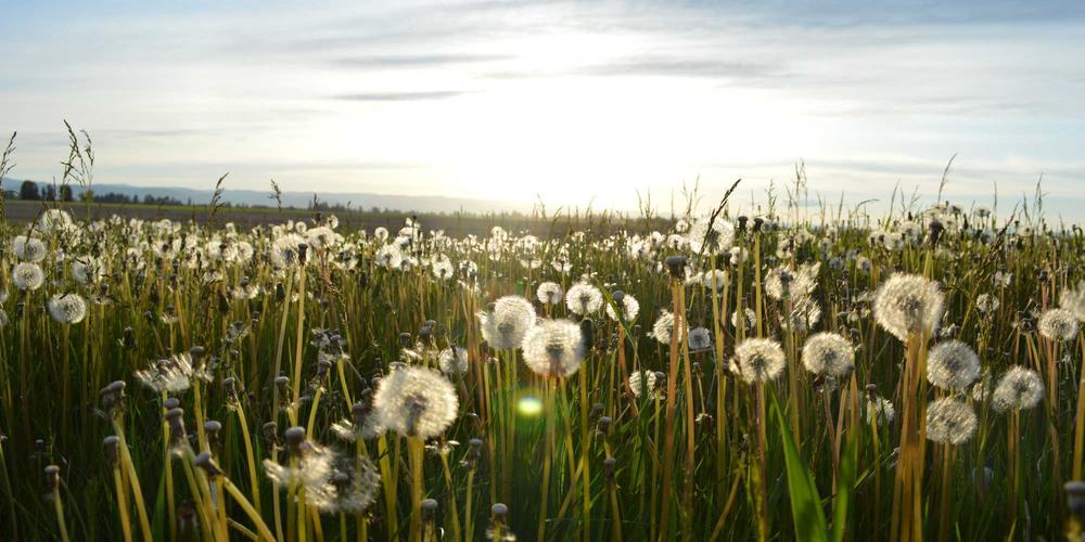 Phát bằng tốt nghiệp 2026