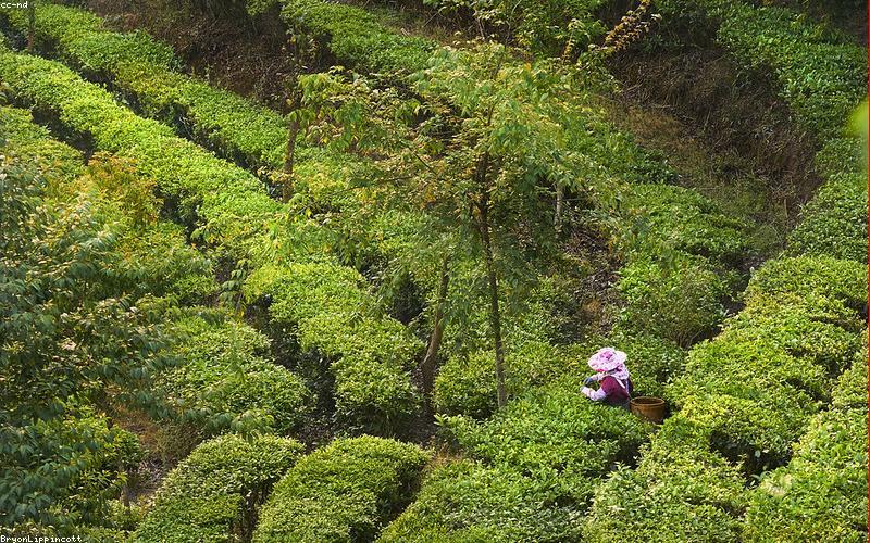 Nghệ nhân hái trà Shan Tuyết