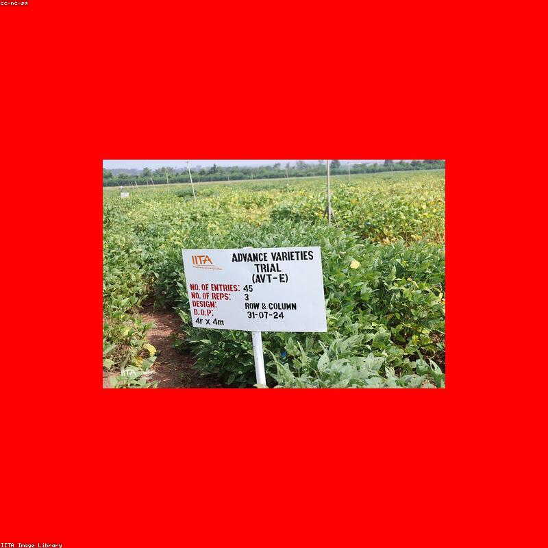 Cát Vệ Sinh Đậu Nành Tofu Ciao