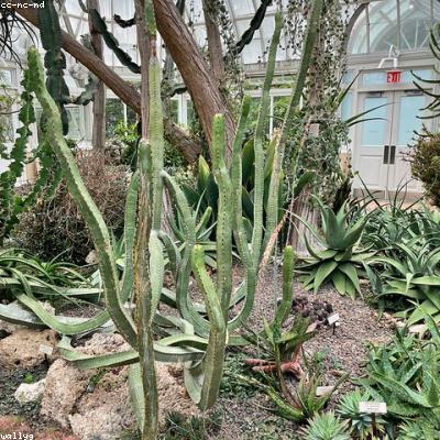 Sen đá ngọc guốc